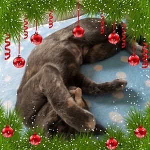 Meet your Posher, Kaye